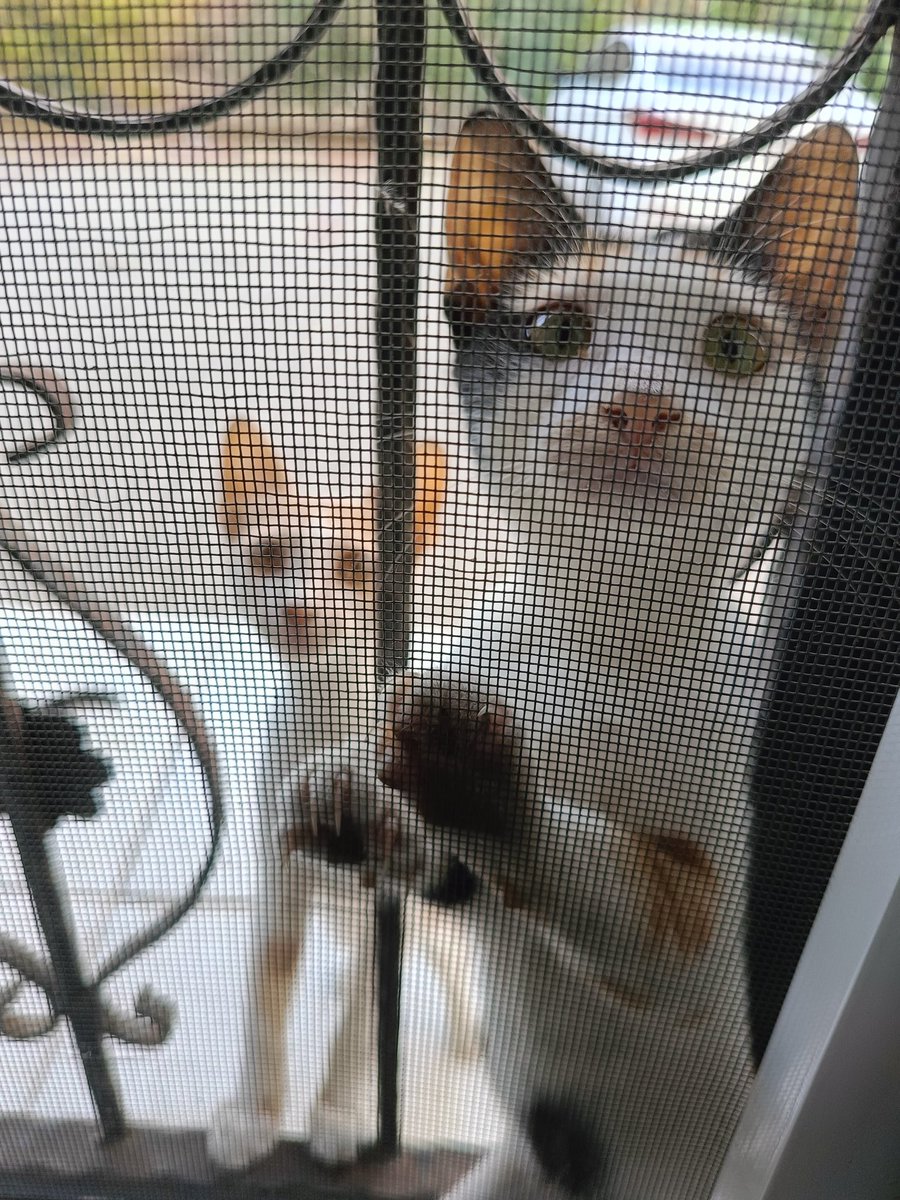 Kedilerim kapıyı tıkırdatıyorlar . Canlarım ☺️