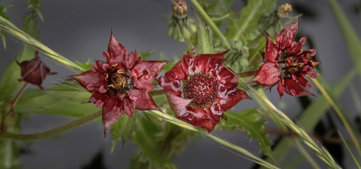 For my #favouriteplant torn between a few.
Marsh Cinquefoil has to be near the top. 
Loved looking back over 2025 photos.
#Wildflowerhour #wildflower #Autumn #Nature #Wild
<a href="/BSBIbotany/">BSBI: Botanical Society of Britain & Ireland</a>
<a href="/BSBI_Ireland/">BSBI Ireland</a>
<a href="/botany_beck/">Rebecca Wheeler</a>
<a href="/wildflower_hour/">wildflowerhour</a>
<a href="/UlsterWildlife/">Ulster Wildlife</a>
<a href="/Love_plants/">Plantlife</a>
<a href="/WildlifeTrusts/">The Wildlife Trusts</a>