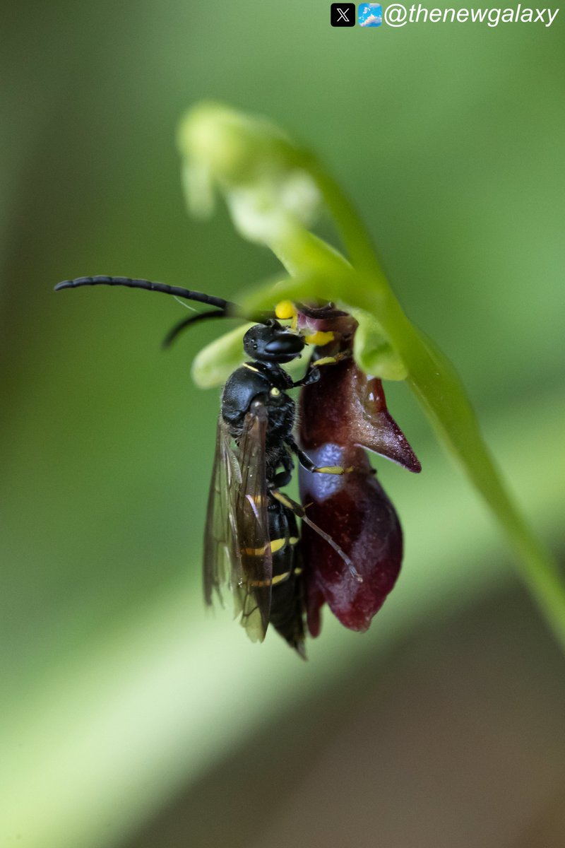 For this year's #wildflowerhour #favouriteplant challenge, I'm choosing this Fly #Orchid (Ophrys insectifera) with its enthusiastic visitor engaging in pseudocopulation.

The best bit? Sharing it with my daughter, my co-leader <a href="/dunnjons/">Jon Dunn 🇺🇦</a> and several guests while leading a tour!
