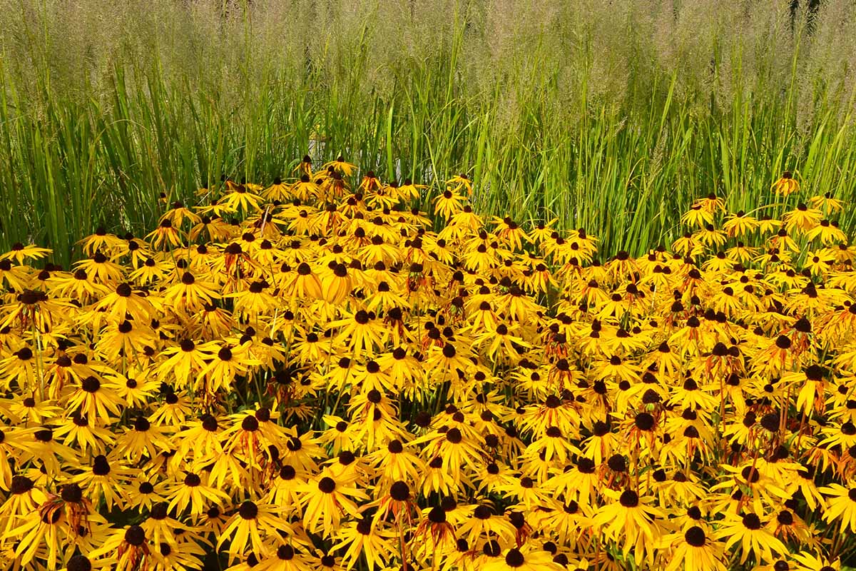 Gardeners_Path_'s tweet image. How to Harvest and Save Black-Eyed Susan Seed - Are you wondering how to harvest and save your own black-eyed Susan seeds? They're easy and fun to collect and store, so find our top tips now on Gardener's Path. #seedsaving #gardeningtips gardenerspath.com/plants/flowers…