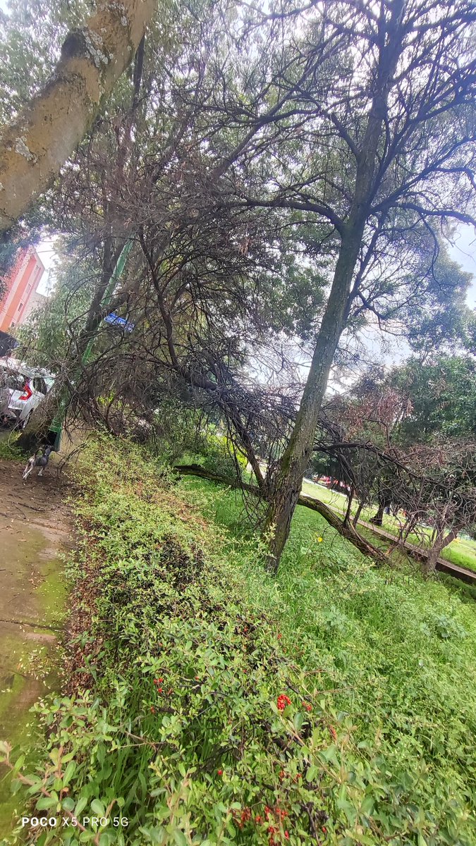 Soraya L tweet media