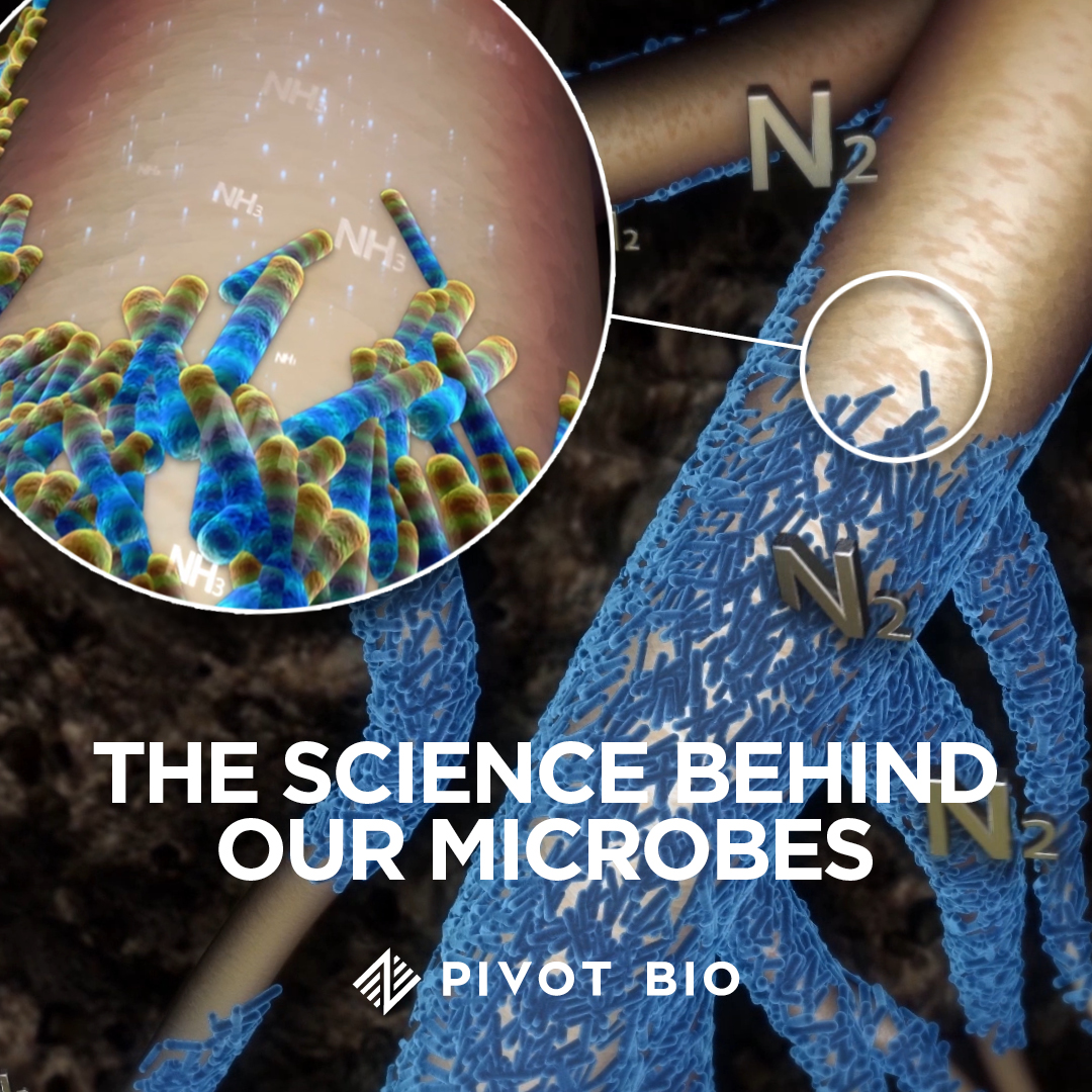 Not all microorganisms are able to convert atmospheric nitrogen into a plant-ready form. Pivot Bio’s patented microbes are gene-edited, making nitrogen fixing possible. Learn more about the science behind our technology. #ScienceSunday pivotbio.com/our-technology