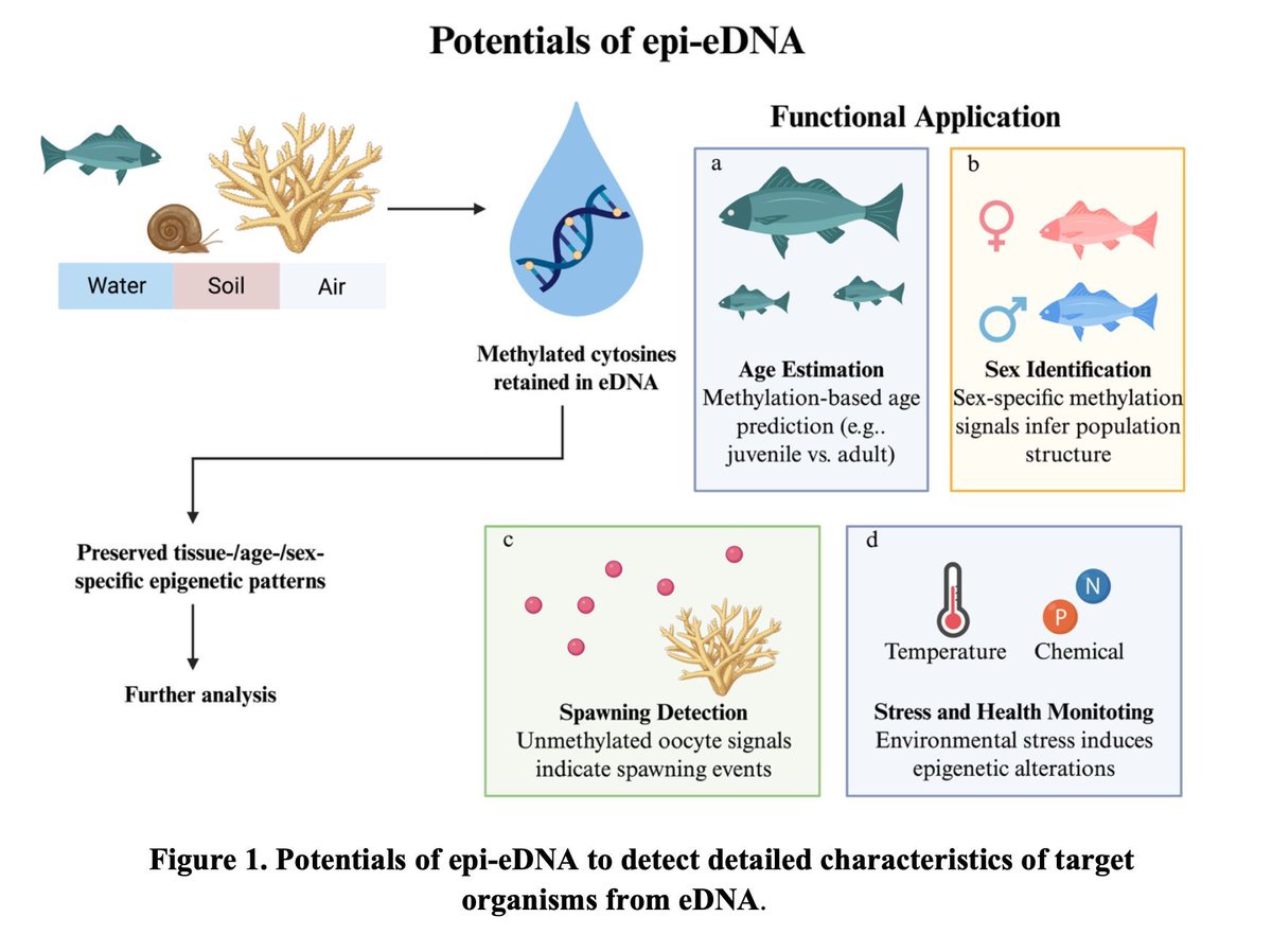 Epi-eDNA: From Methylation Signal Detection to Functional Ecological Monitoring 
DOI: doi.org/10.32942/X2R340
