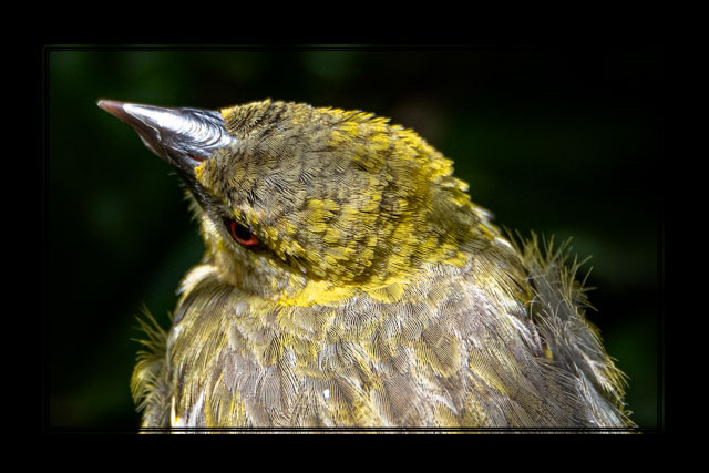 photos_dsmith's tweet image. A #weaver #bird #perched in a tree inspecting small branches to use in its #nest. The #determination of this small #animal to provide for the next #generation allowed this #closeup #photograph without disturbing the #wildlife. Shot using @UKNikon #wildlifeupclose #birdphotography