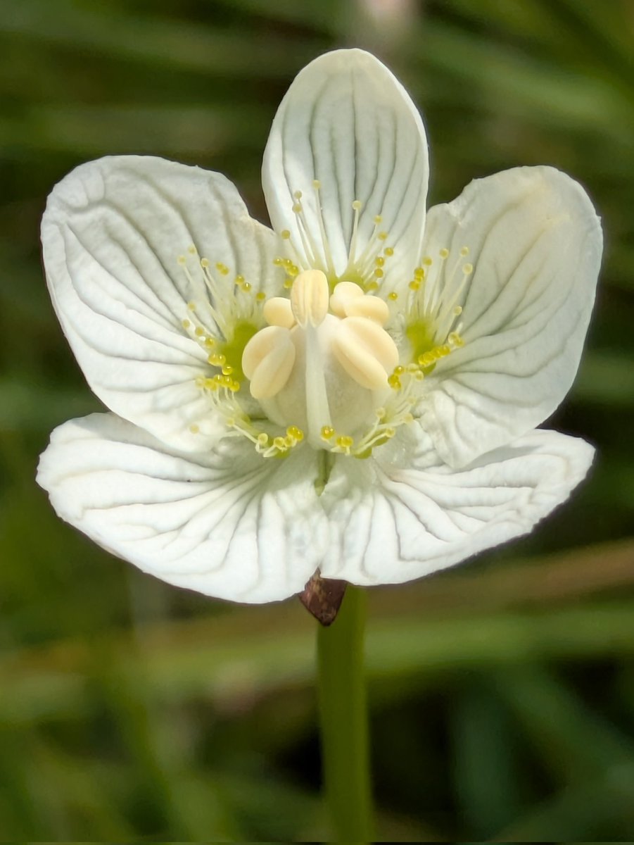 #WildFlowerhour #Favouriteflower I've chosen the beautiful Grass of Parnassus (Parnassia palustris) as it's the first time I've ever seen this stunning plant which has been on my wish list for a few years.