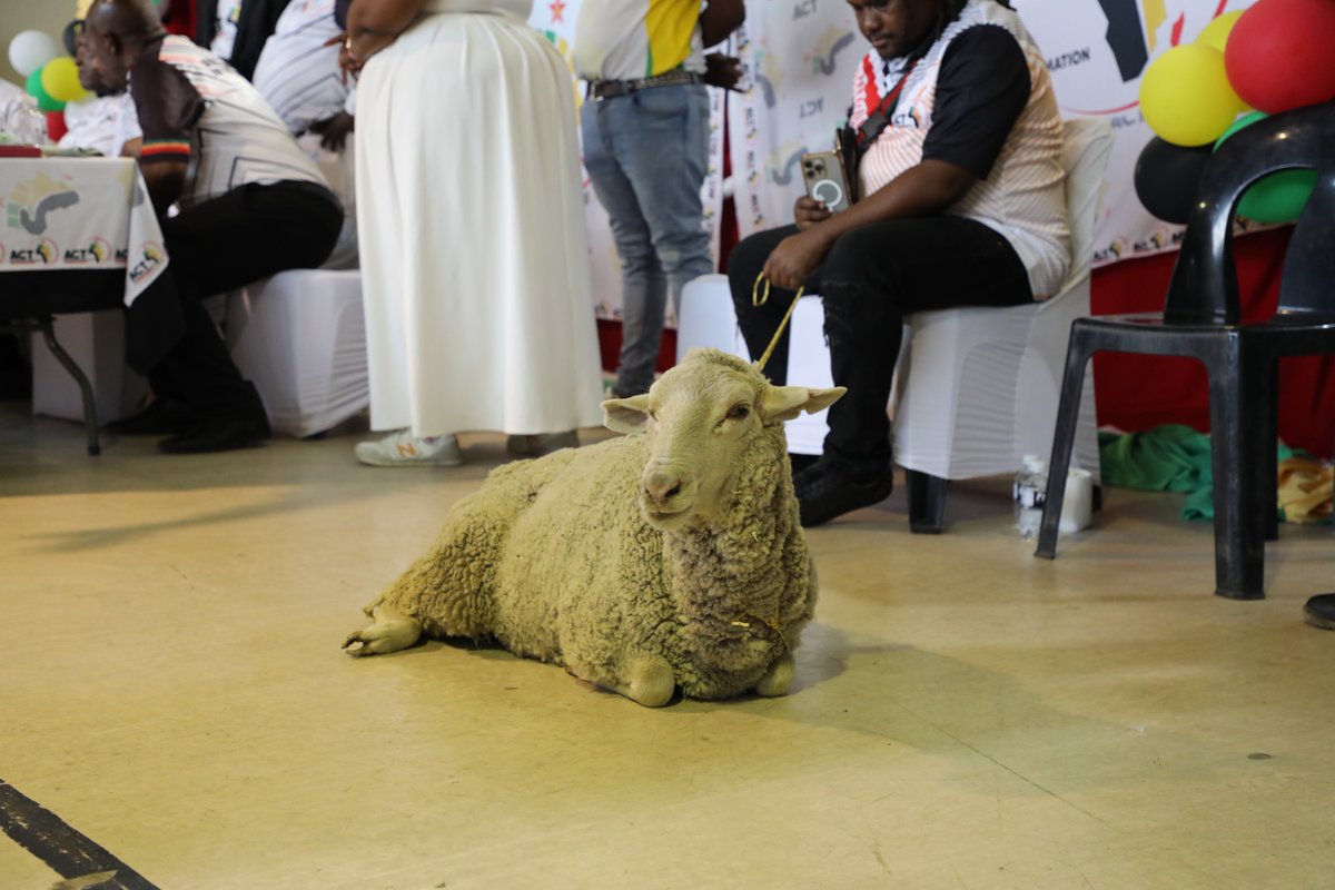 African Congress for Transformation tweet media