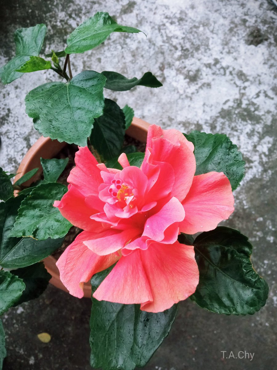 chowdhury_ara's tweet image. &quot;জবা ফুল চুপ করে থাকে,
কিন্তু রঙে সে আগুন ছড়ায়।
------- হুমায়ুন আহমেদ 
#inmygarden 
#জবা