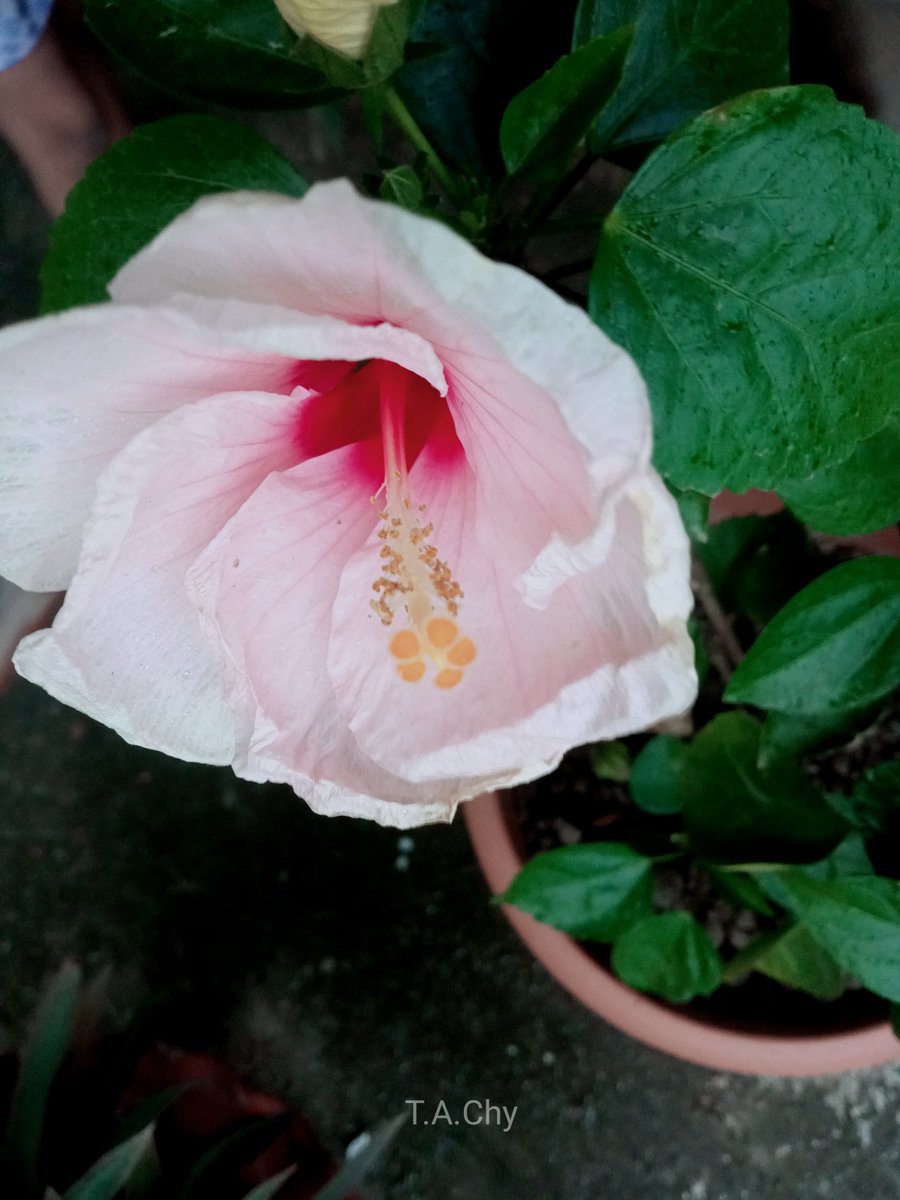 chowdhury_ara's tweet image. &quot;জবা ফুল চুপ করে থাকে,
কিন্তু রঙে সে আগুন ছড়ায়।
------- হুমায়ুন আহমেদ 
#inmygarden 
#জবা