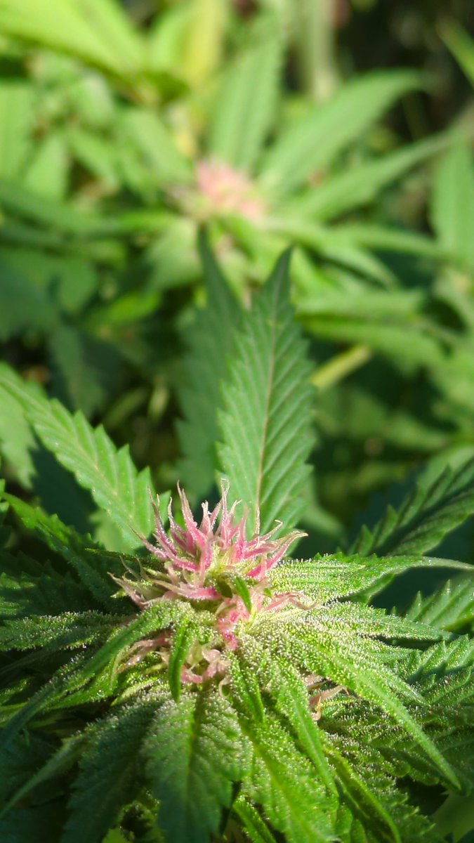 Ritual Seeds tweet media