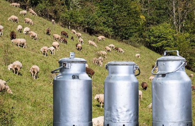 Αχαΐα: «Λευκή» κατάρα η ευλογιά των ζώων - Η ζημιά πάνω από 2 εκατ.€ - Φόβοι για εξάπλωση -  dete.gr/dytiki-achaia-…