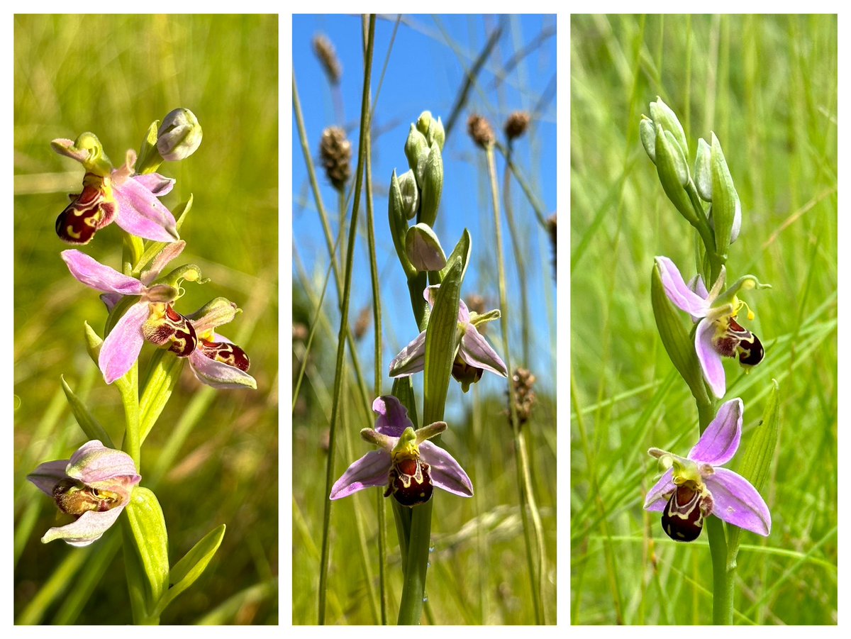 Jay Up North tweet media