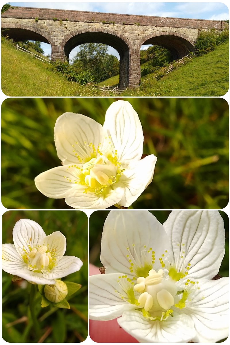 Too hard picking one, so I have a top 3! In 2nd  place,  the stunning Grass of Parnassus at #WaitbyGreenriggs #Cumbria in August with translucent petals and intricate centres.  #Wildflowerhour <a href="/wildflower_hour/">wildflowerhour</a> <a href="/BSBIbotany/">BSBI: Botanical Society of Britain & Ireland</a> #bloomscrolling