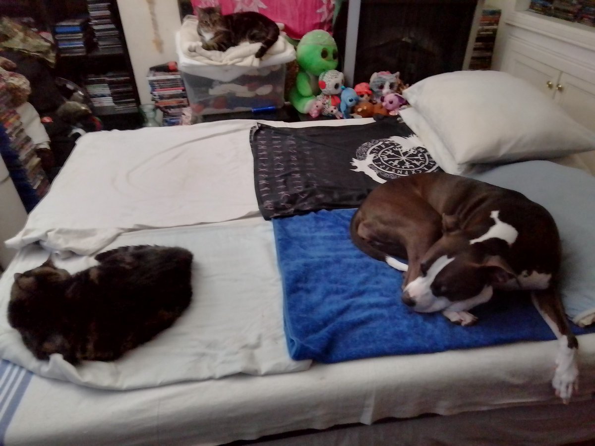 LebrockTony's tweet image. Dogatory: is Can 🫵 Spot The Difference😜💙🐾🌞day🌅💙
#morningstarter #dogsofX #morninglove #catsarefamily
#pittiesandkitties #catsonx #kittiesandpitties #tabbycats
#dogsarefamily #thor #vibes
#MadamRiley #squeaker