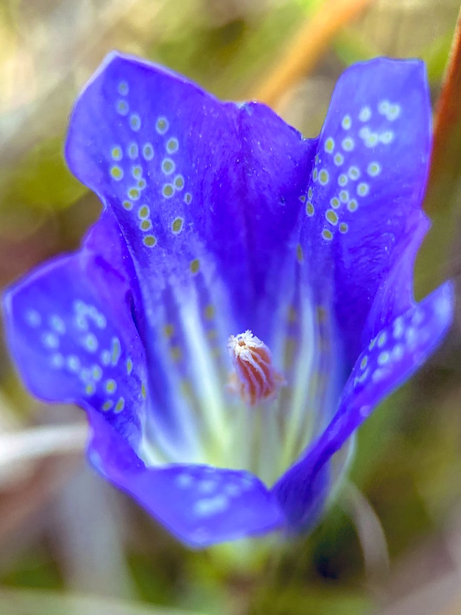 The second of two from me, for the #favouriteplant challenge. My favourite ‘new to me’ plant of 2025 - the extraordinary Marsh Gentian #wildflowerhour <a href="/wildflower_hour/">wildflowerhour</a>