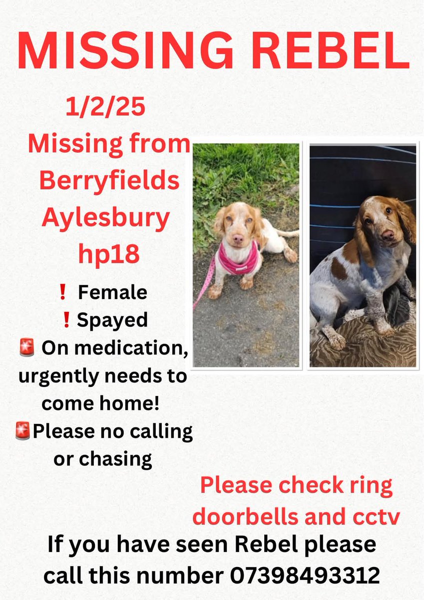 MissingPetsGB's tweet photo. REBEL STILL #MISSING #stolendoghour #berryfields #aylesbury #hp19
Please share ❤❤❤
#stolendoghour https://t.co/eUb79fFjRO