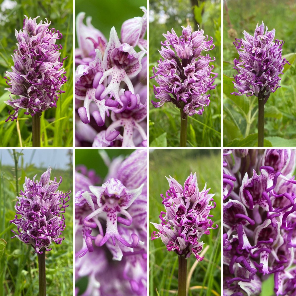 Oh, and I need a favourite orchid for the #favouriteplant challenge. It’s one I’ve seen many times before, but I can never get enough of. My perennial favourite, the Monkey Orchid, I had a lovely encounter with a special population this year #wildflowerhour <a href="/wildflower_hour/">wildflowerhour</a>