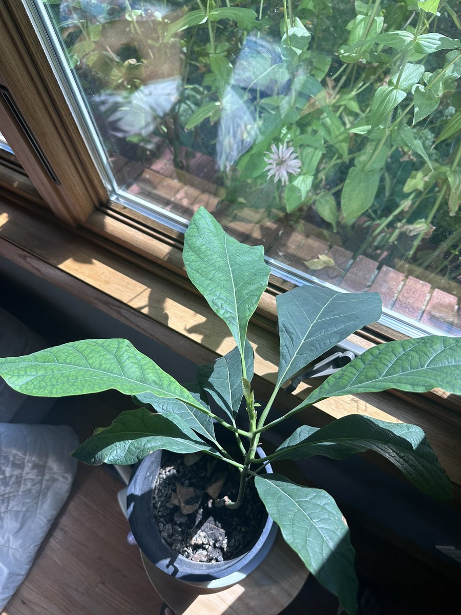 avocado be avocadoing