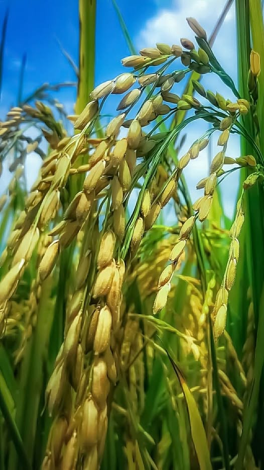 هذي الأخبار اللي تفتح النفس 😍
أرز يمني 100 % 

نجاح تجارب زراعة الأرز في #اليمن بمحافظة #حجة  بفضل الله وبكميات ضخمة وجودة مذهلة .. 

تهامة بيئة خصبة لزراعة (الأرز ) وسنشهد نقلة نوعية نحو وقف استيراده والاكتفاء الذاتي بعون الله