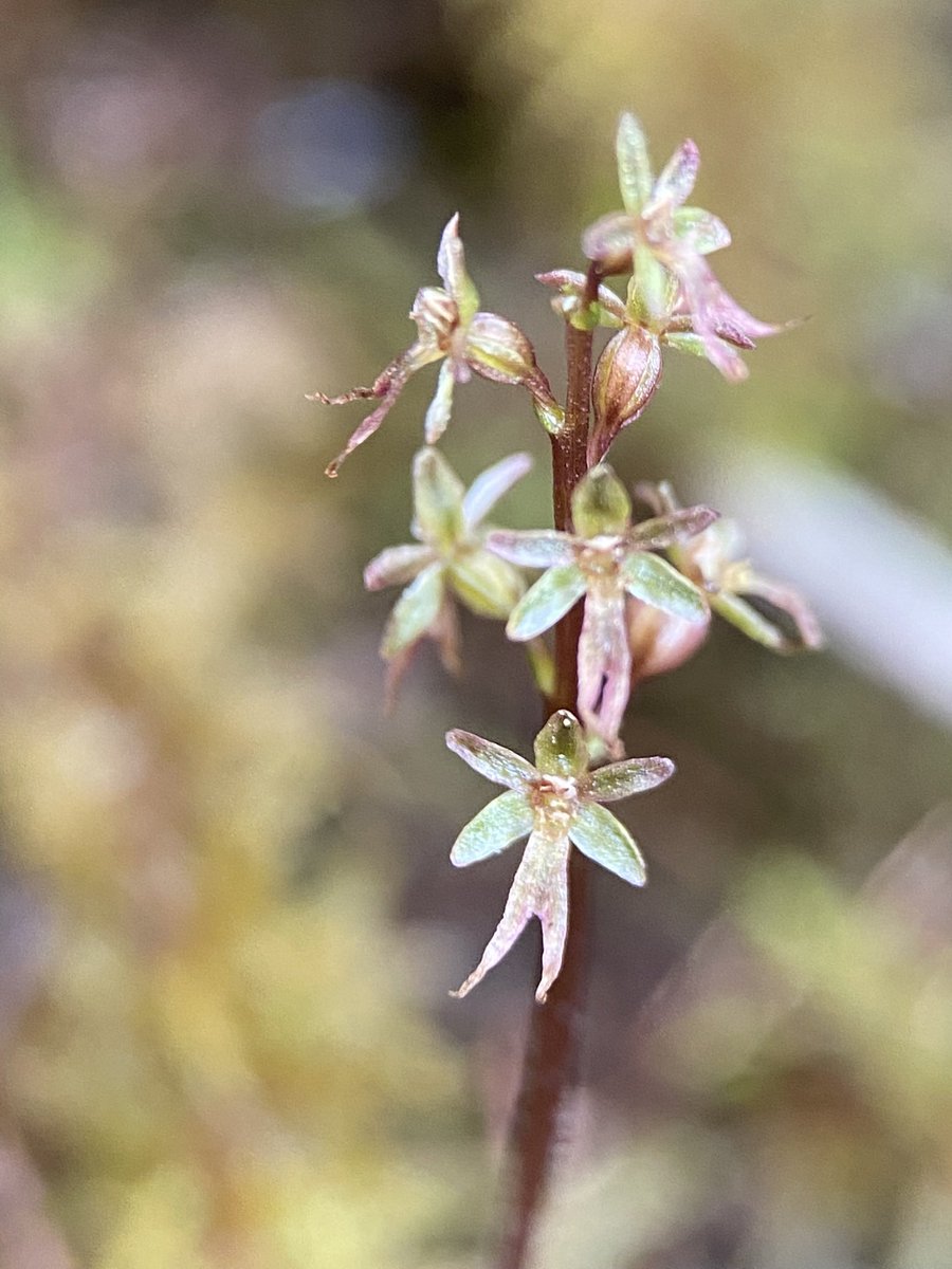 Without a doubt my #FavouritePlant this year has been the diminutive lesser twayblade, Neottia cordata. Hiding amongst the heather,  this tiny fairy of a plant completely stole my heart. Many thanks once more to Richard <a href="/thenewgalaxy/">Dr Richard Bate</a> for the clear directions
#WildflowerHour