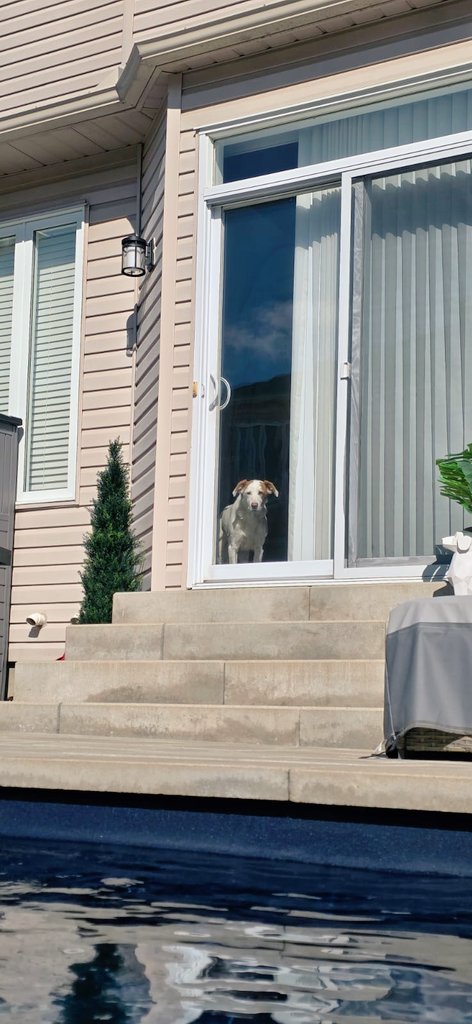 CanadianBlackBear🇨🇦 (CanadianPenny🌈) tweet media