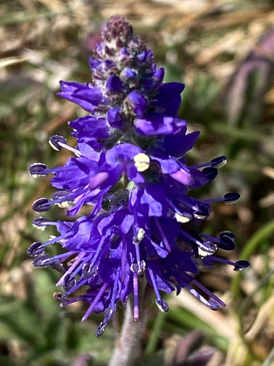 I didn’t see many Spiked Speedwell flowers this year, which made the ones I did see even more special. My #FavouritePlant for 2025! 

A huge thanks to #WildflowerHour for making me notice the beauty that surrounds us.