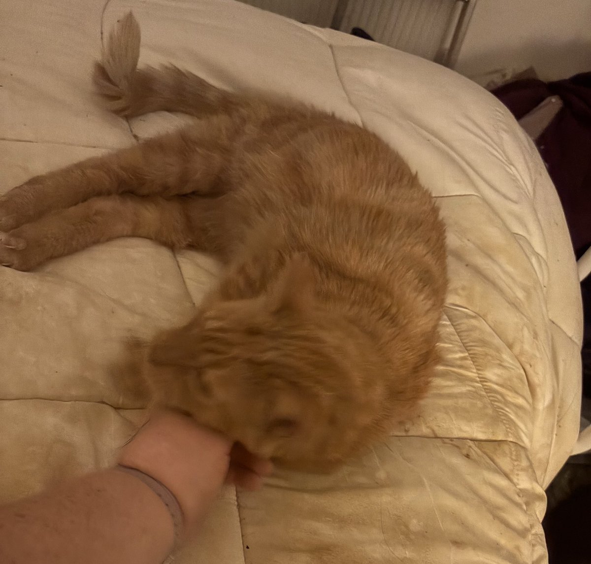 Clarer1969's tweet photo. @MittenDAmour I adopted this hunk yesterday - Dexter https://t.co/moQMWY3szd