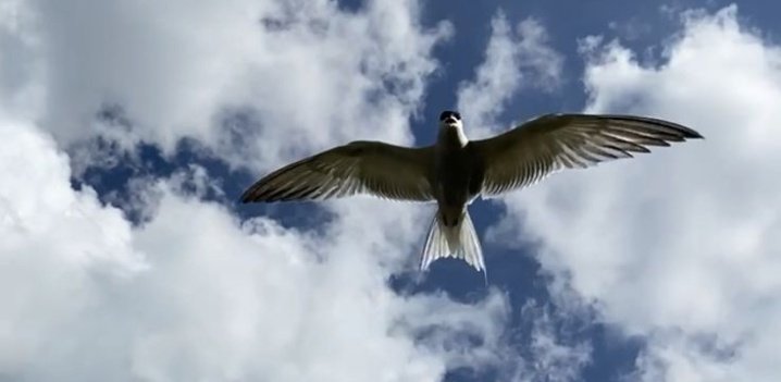 خذني معـك ياطير ناوي ع الرحيل
خذني معـك بالله رحله ع الفضــااء

الارض ضـاقت والفـرح فيها قليــل
والنفس ملّت واكتفت بلّي مـضــااء

خذني معك باعيش في كوكب بديل
باعيش انا واياك راضي بلقضـــــااء