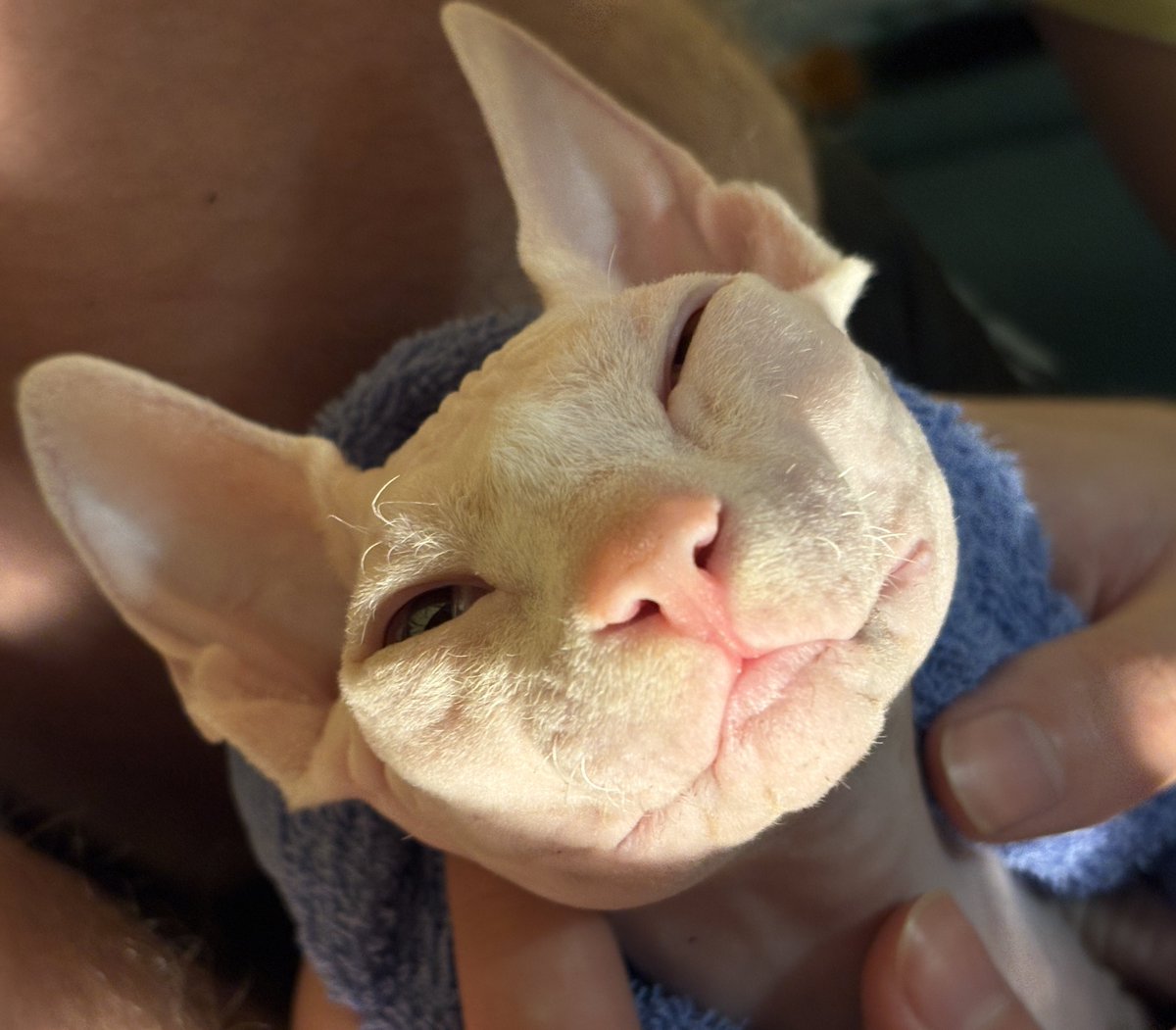 Детейлинг свинки