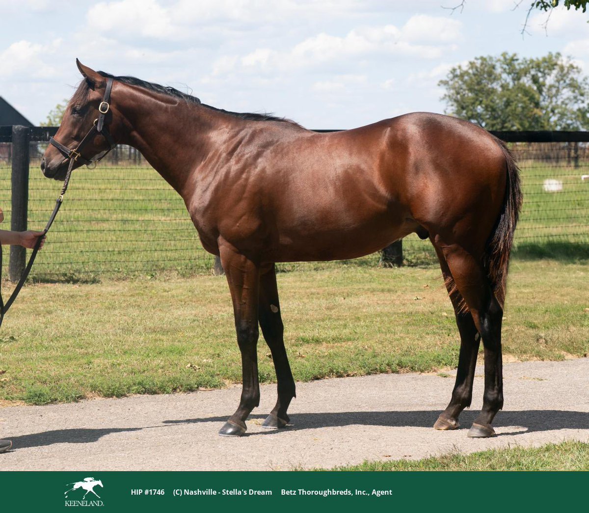 WinStarFarm's tweet image. The #FirstCrop yearlings by NASHVILLE are HOT 🔥! 

Hip 1746 by Nashville sells to Mayberry Farm for $475,000 at the @keenelandsales!