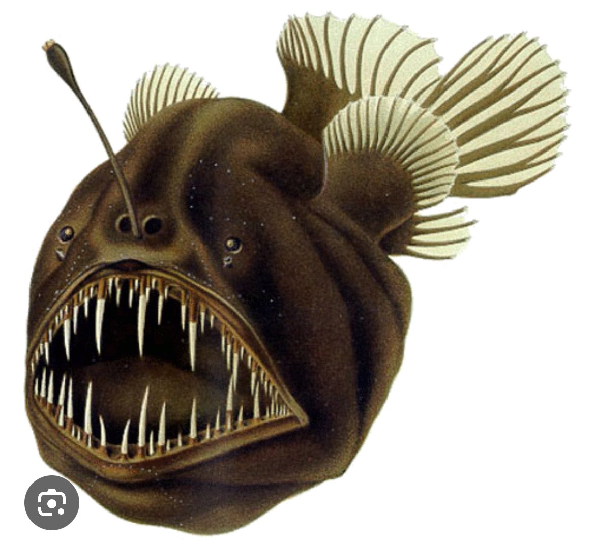 abimama6's tweet photo. Mind you this is an image of an anglerfish🤣🤣…Isabella mouth no good

 #bbnaija https://t.co/cGPwPJkXoZ