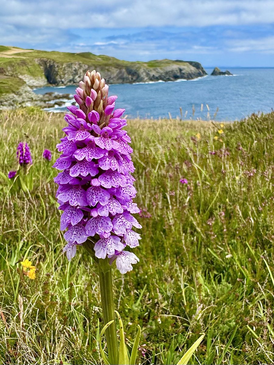 The Heath Spotted-orchids on Tow Head were stunning in June. #wildflowerhour #FavouritePlant