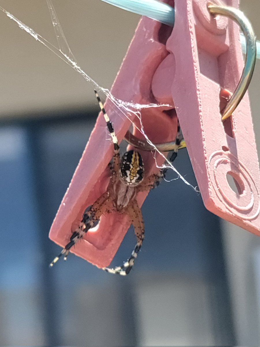 adi8a's tweet image. Cositas que encuentro en mi jardín 🏡