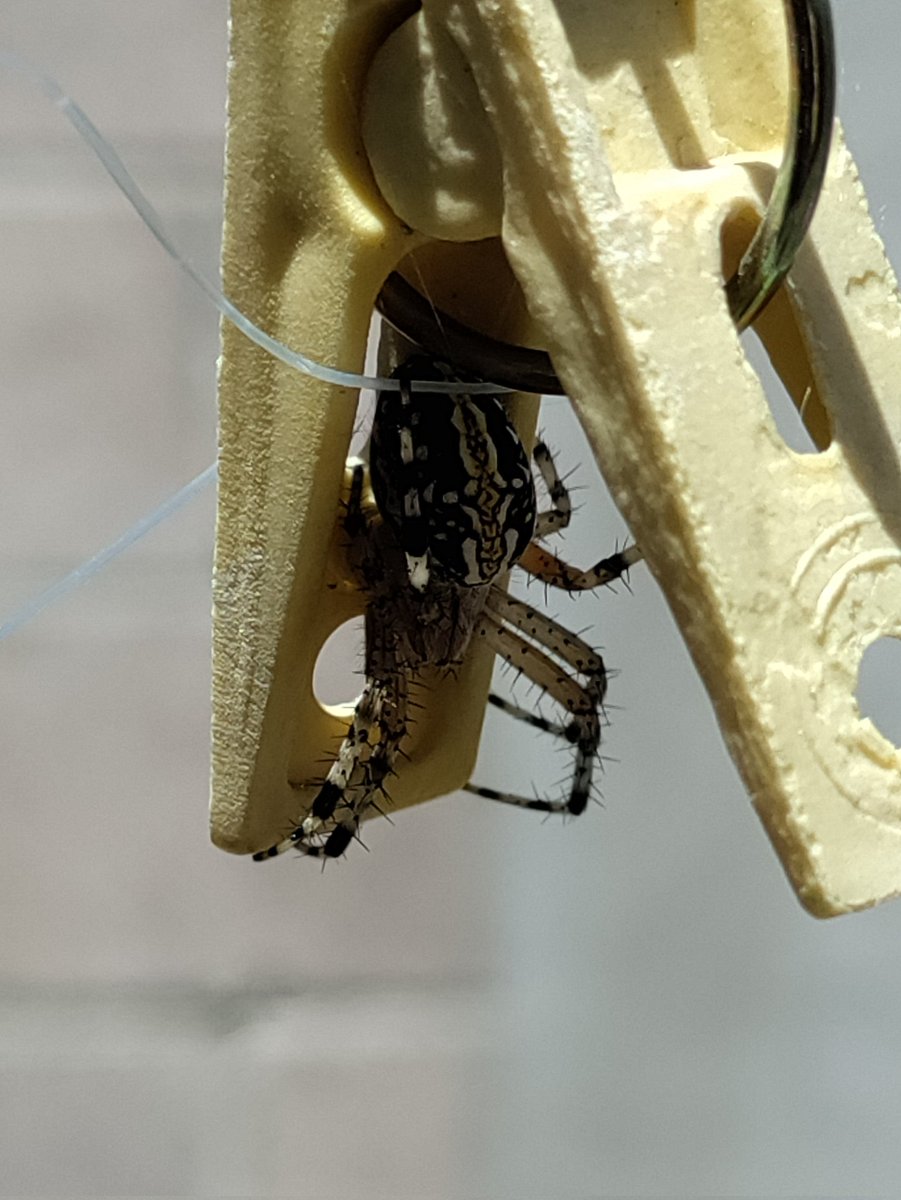 adi8a's tweet image. Cositas que encuentro en mi jardín 🏡