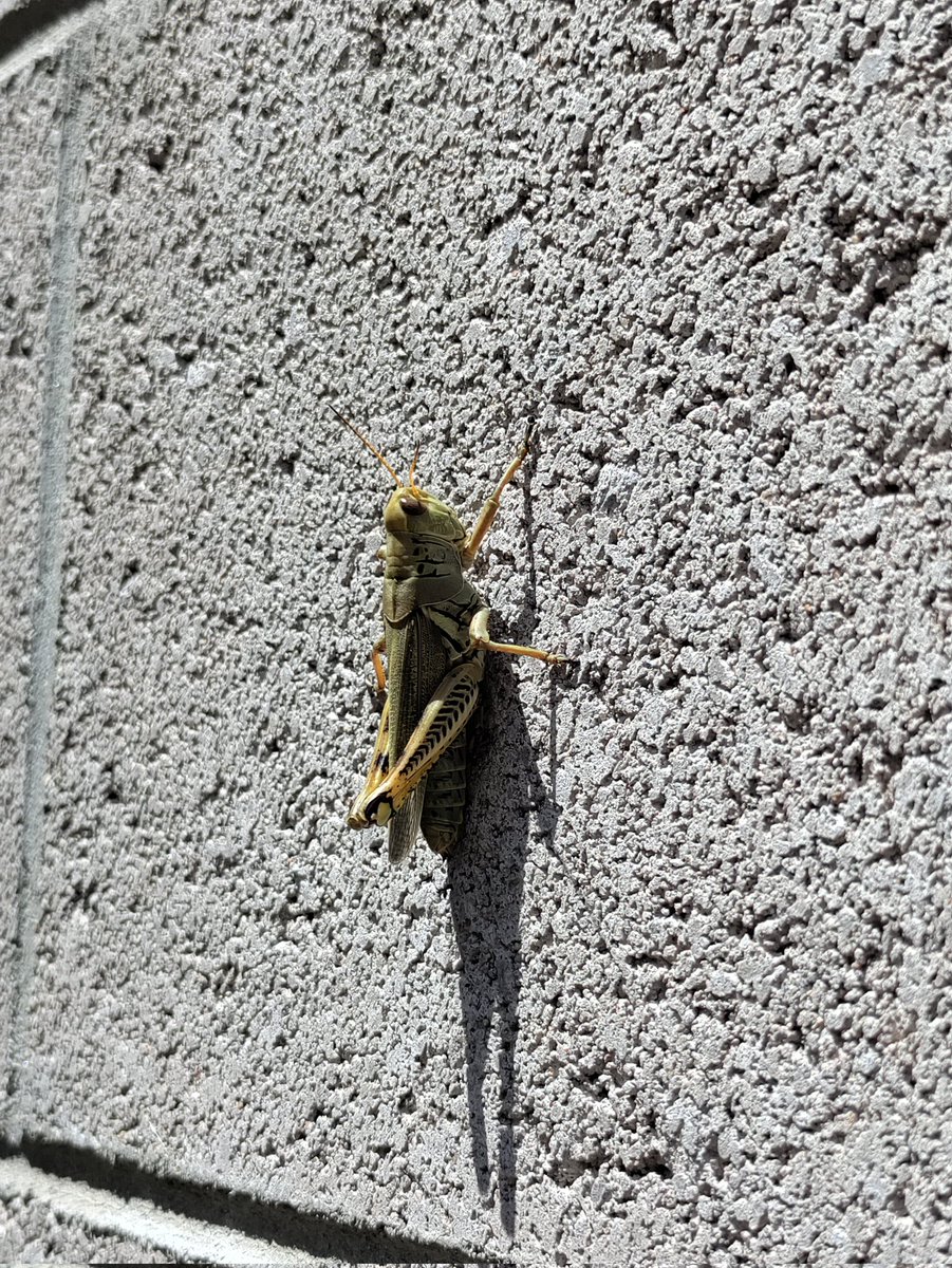 adi8a's tweet image. Cositas que encuentro en mi jardín 🏡