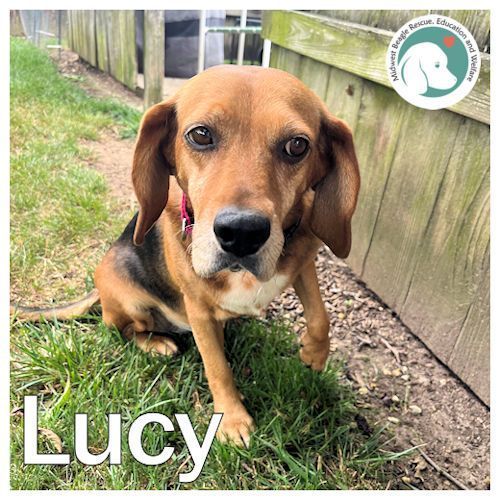 MidWest Beagle Rescue, Education and Welfare, Inc. tweet media