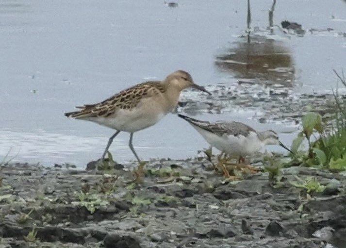 Jim Dowdall (@jimdowdall) on Twitter photo Record shot of the Wilson’s Phalarope at Portmore Lough RSPB today. Record shot of the Wilson’s Phalarope at Portmore Lough RSPB today.