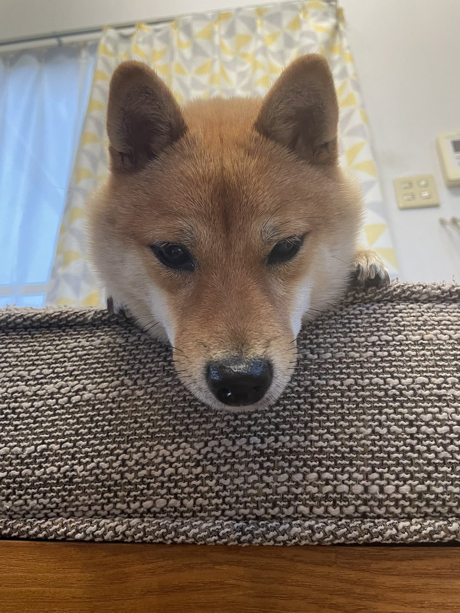 柴犬スヌハチと豆柴スヌまる子ちゃん (@nextconka) on Twitter photo 朝4時50分
「お父ちゃん、そろそろ行こうよ、あさんぽ🐕」
#ガン見されていた💦
#スヌまる子ちゃん #柴犬 #豆柴 #柴犬との暮らし #柴犬がいる暮らし #柴犬を崇めよ #柴犬のいる生活 #柴犬好きと繋がりたい 朝4時50分
「お父ちゃん、そろそろ行こうよ、あさんぽ🐕」
#ガン見されていた💦
#スヌまる子ちゃん #柴犬 #豆柴 #柴犬との暮らし #柴犬がいる暮らし #柴犬を崇めよ #柴犬のいる生活 #柴犬好きと繋がりたい