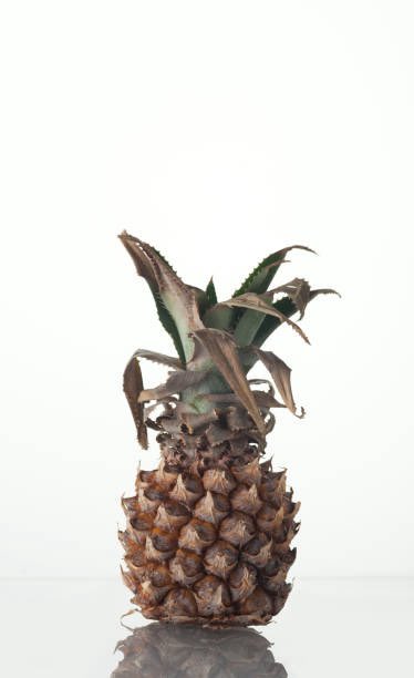 Washeddad21's tweet image. Tua #phinsup