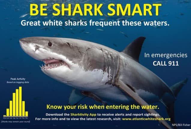 Had a seal get bit by a white shark off Manomet Point this morning. It made it to a rock but suffered a mortal wound. 
This should serve as a reminder that we’re in peak white shark season. With warm weather in the forecast, you need to remain vigilant when entering the water!