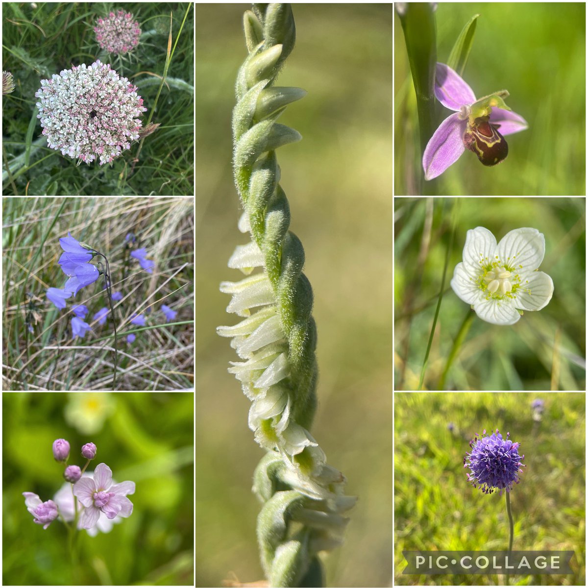 Impossible to have just 1 #FavouritePlant 💗 I managed to cut it down to 7 … Wild Carrot, Harebell, Cuckooflower, Autumn Lady’s-tresses, Bee Orchid, Grass-of-Parnassus and Devil’s-bit Scabious #wildflowerhour