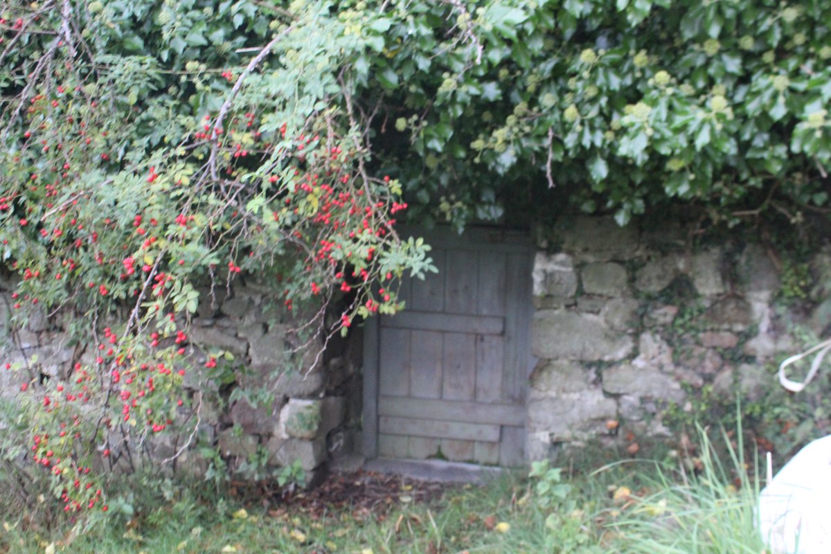 emlynevan's tweet image. #wildflowerhour #Orchard 🏴󠁧󠁢󠁷󠁬󠁳󠁿
 Rosehips and ivy over the orchard door tonight