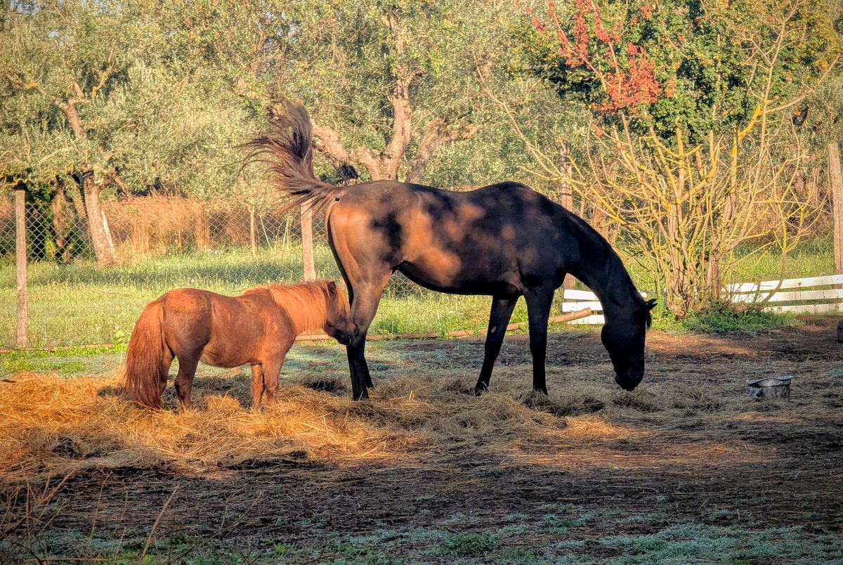 Mediterranean Society for Consciousness Science tweet media
