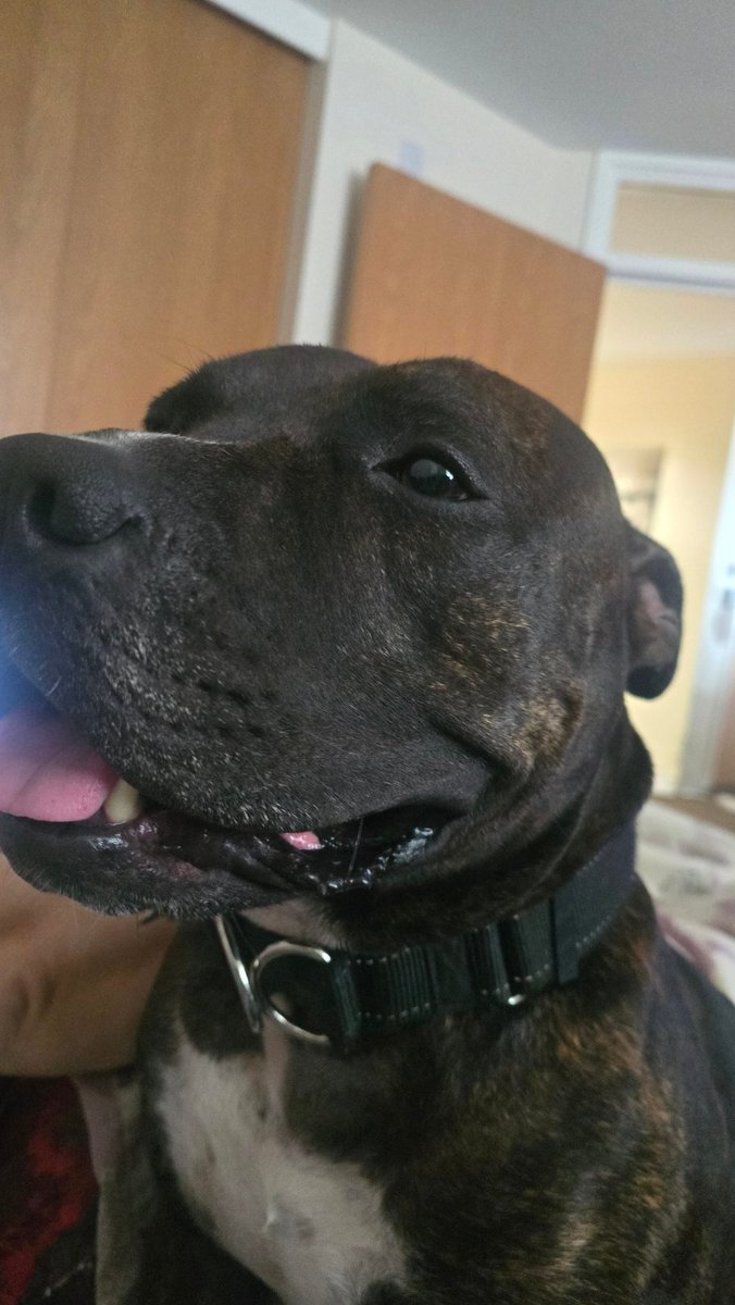 Ashleyjackarmy's tweet image. Our gorgeous boy Apollo ❤️ xx