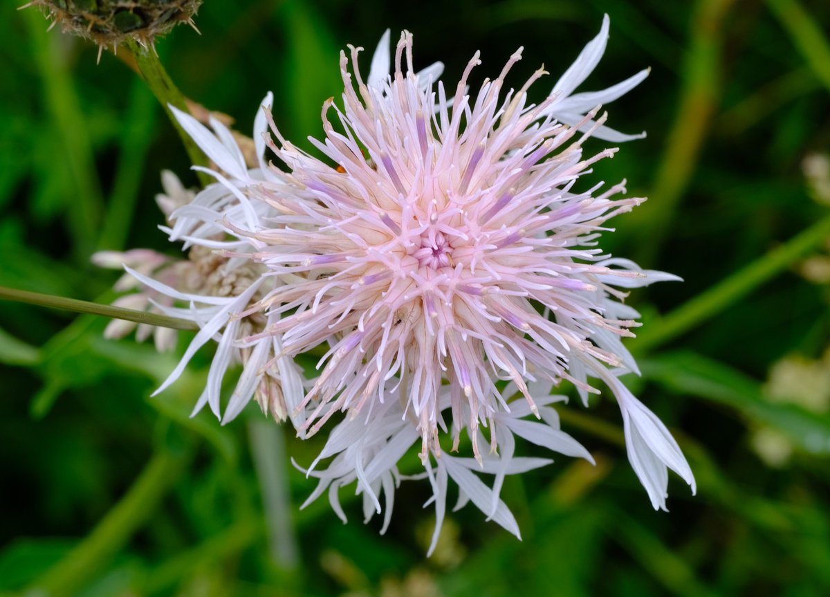 Alfred The Ordinary tweet media