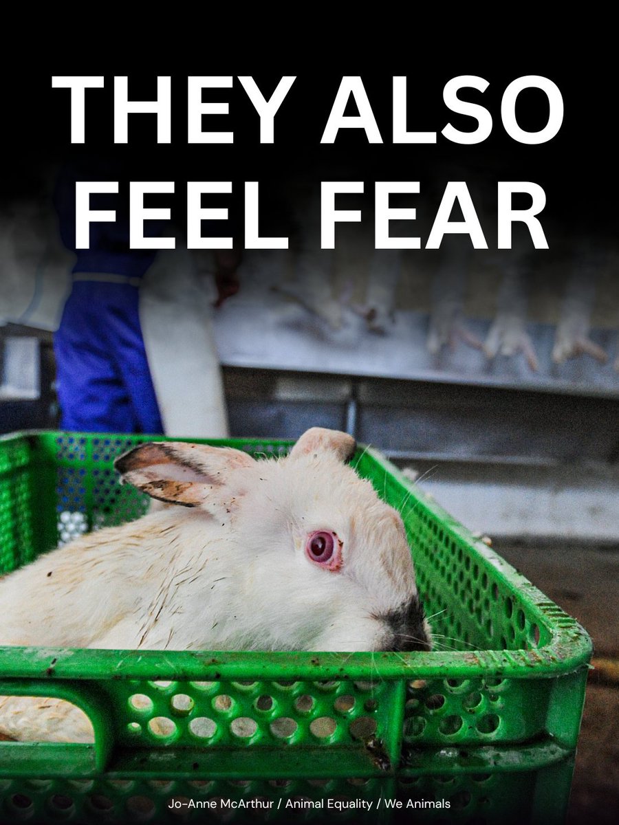 Animals used in testing experience fear, stress, and pain just like any other living being. 🐇💔

Millions of rabbits, mice, and other animals are subjected to painful experiments every year in the name of research. 😰

While alternatives such as cell cultures, computer