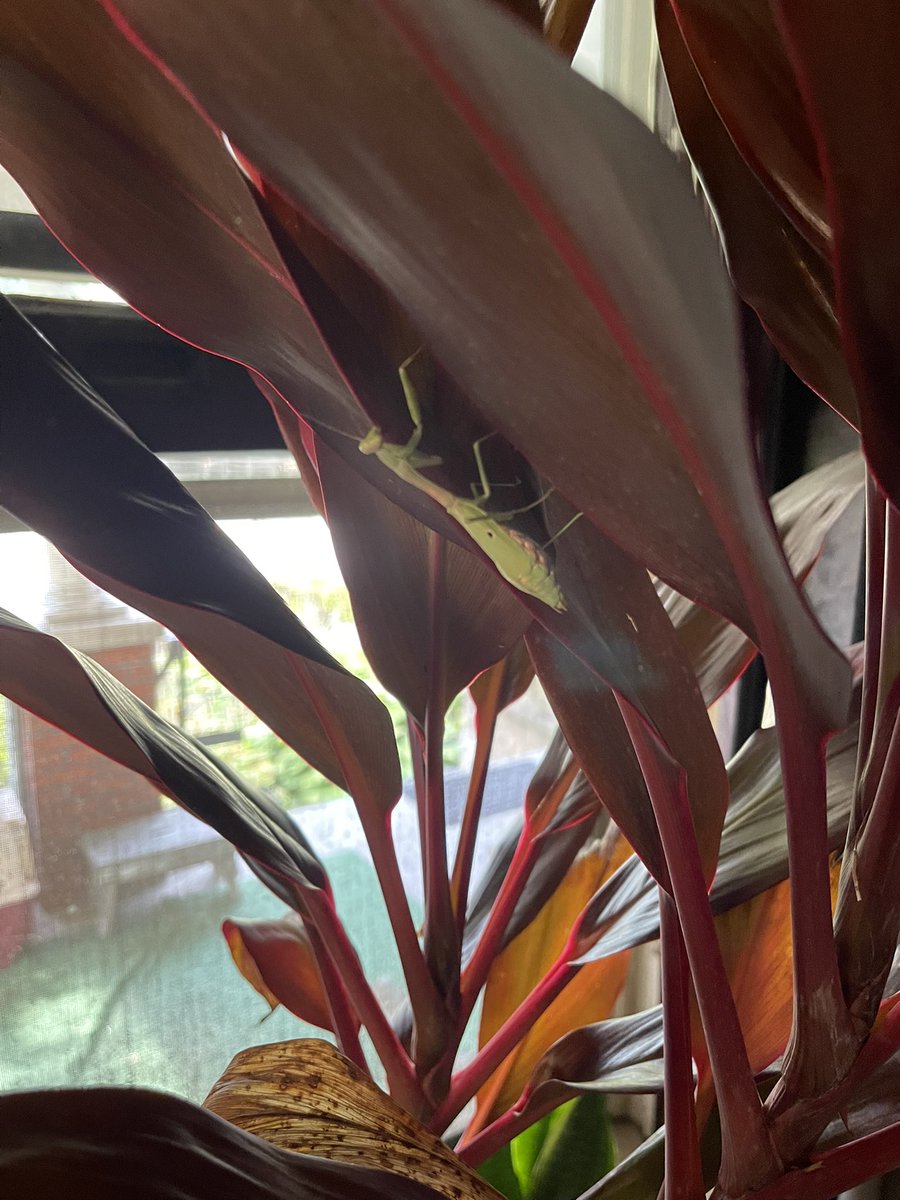 Wife found this little guy today. Haven't seen one in years.