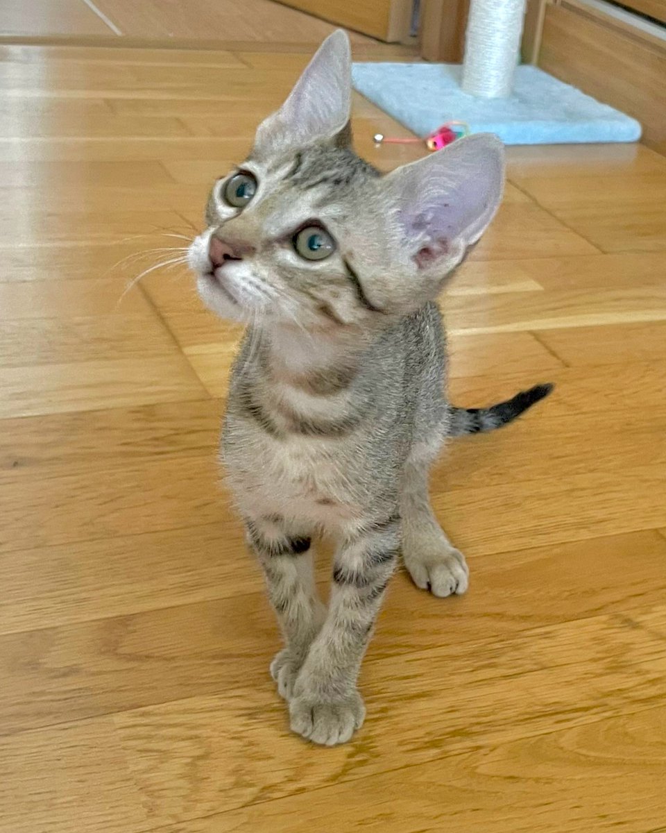 KIBOU llegó al mundo con una historia difícil: fue rescatado junto a su hermanita de una caja en un contenedor. Su hermana ya tuvo la suerte de encontrar un hogar, y ahora él espera con ilusión encontrar a su familia. Kibu es alegre, juguetón y cariñoso. 
#Ávila