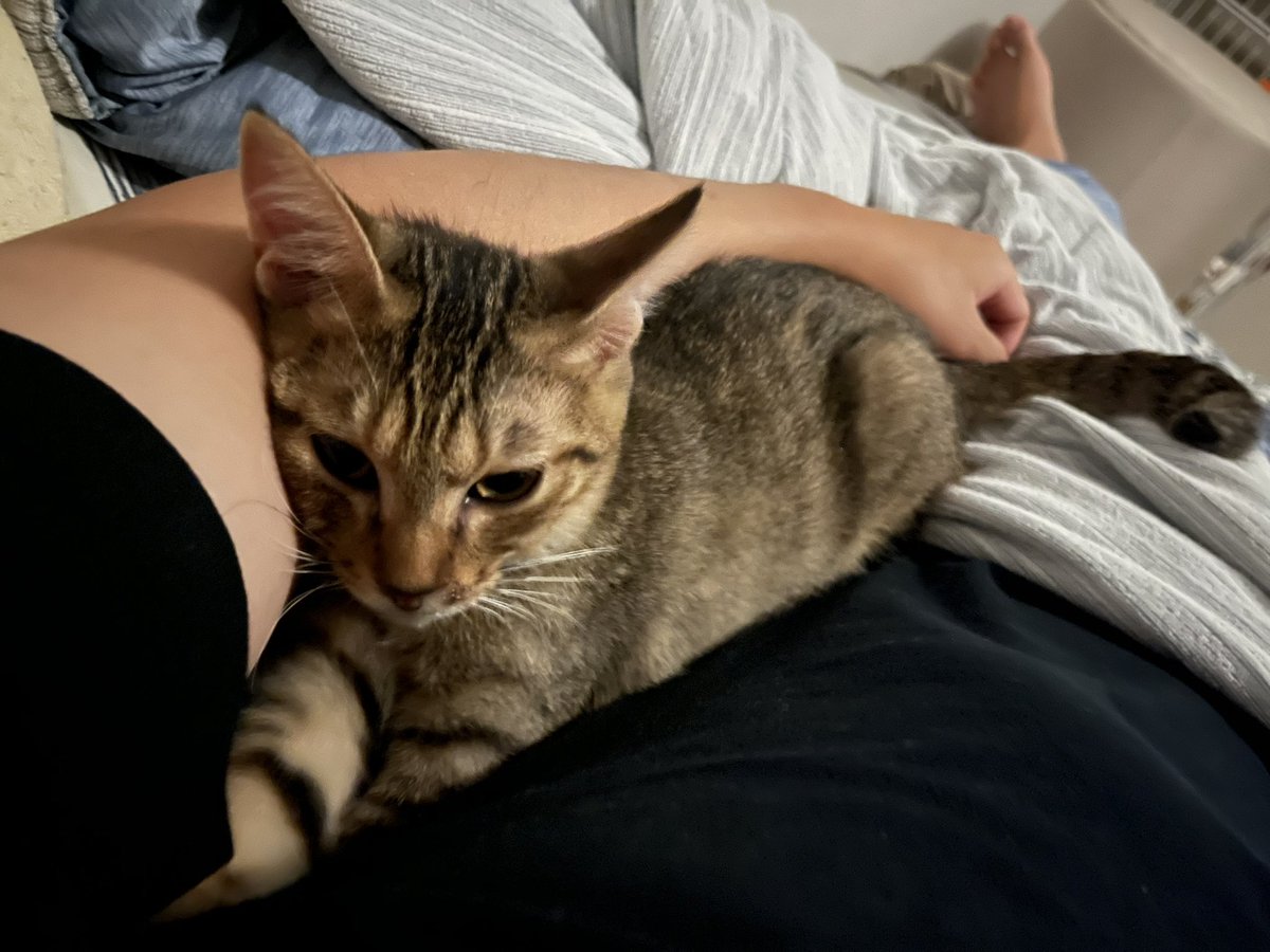 メロが脇にふみふみしてくる