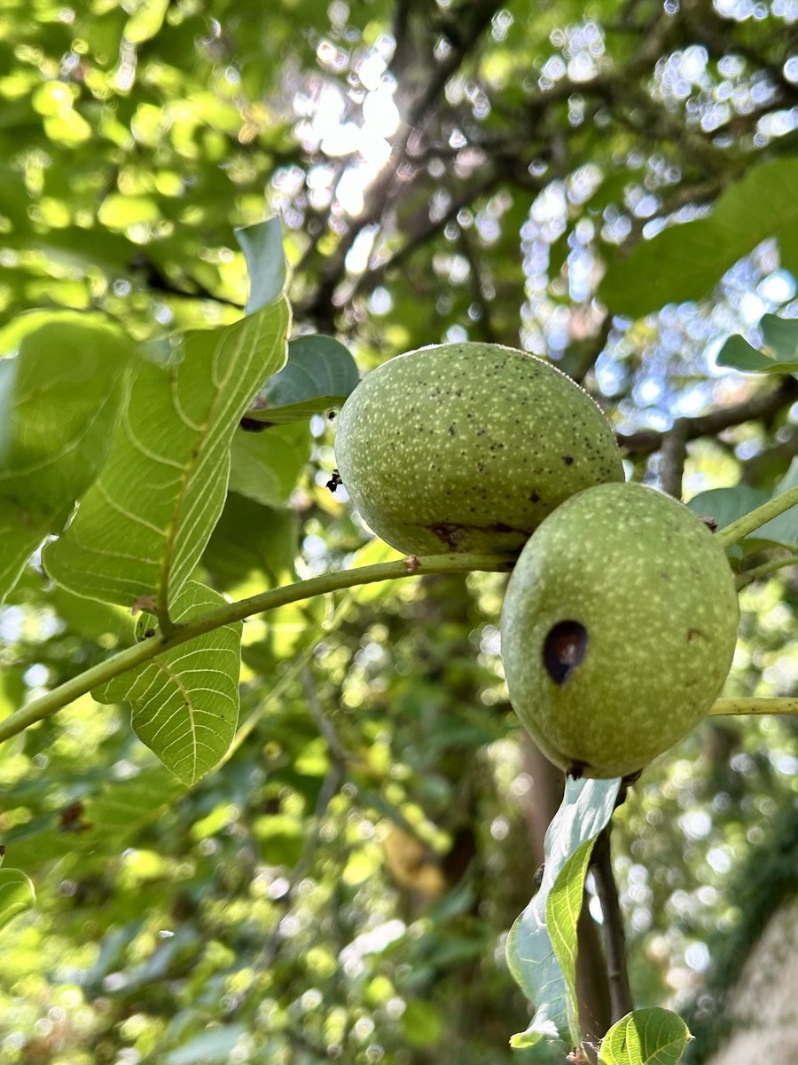 EzZijlstra's tweet image. #Walnoten, 
nu nog aan de boom, 
straks in mooi rieten mandje. 
En als we dan op zaterdagavond gezellig bij elkaar zitten, de herfstwind om het huis giert, pakken we de notenkraker erbij en kraken een paar. 
Dan zeggen we: ‘het is een goed notenjaar.’