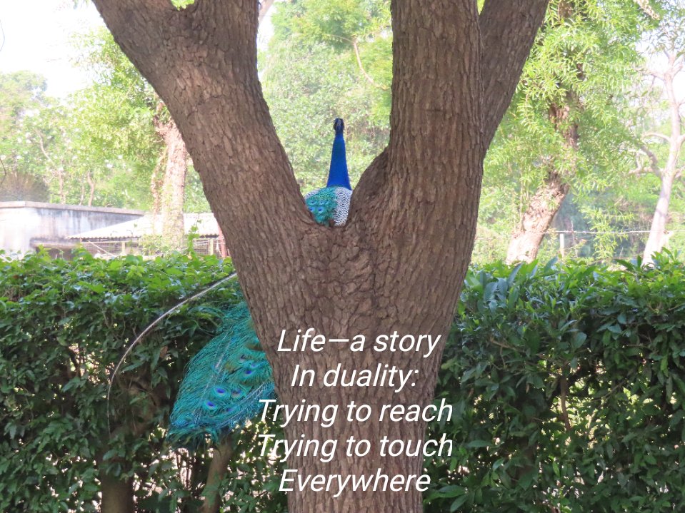 dawnbeforsunset's tweet photo. Conception #life #streetphotography  #NatureLovers #photopoem https://t.co/SfjgB4eyig